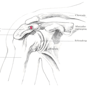 anatomie schouder slijmbeursonsteking